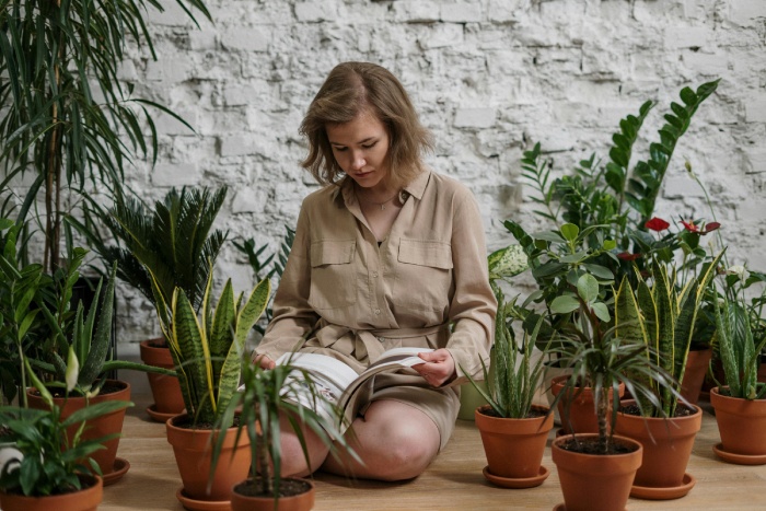 El manual de las plantas de interior para despistados