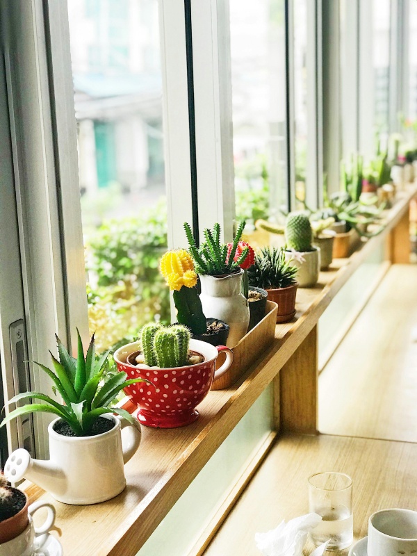 plantas en casa cerca de la ventana