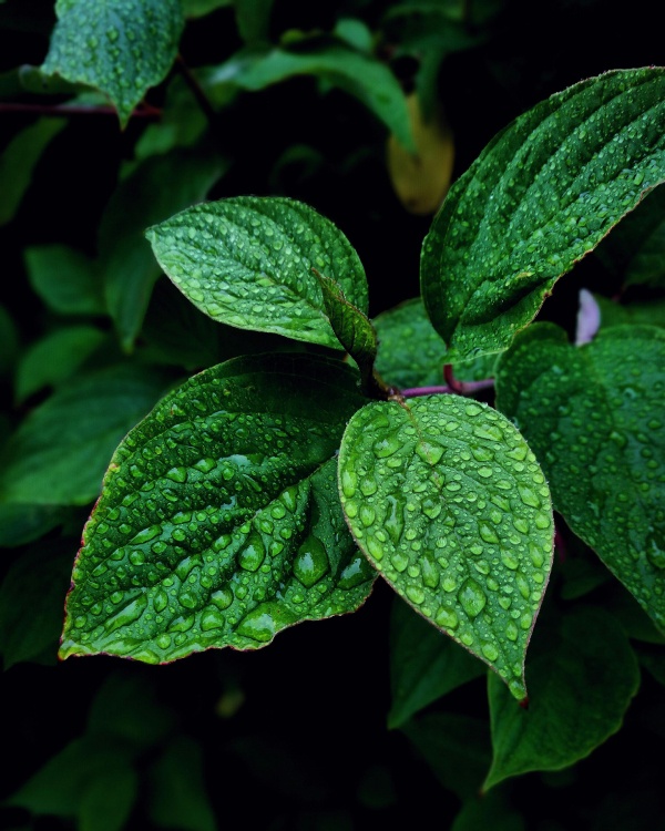 6 remedios naturales para acabar con los ronquidos menta