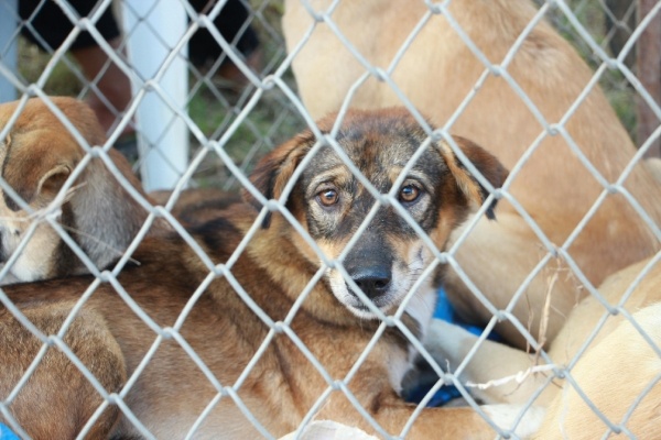 Esta campaña de concienciación contra el abandono de perros te va a conmover