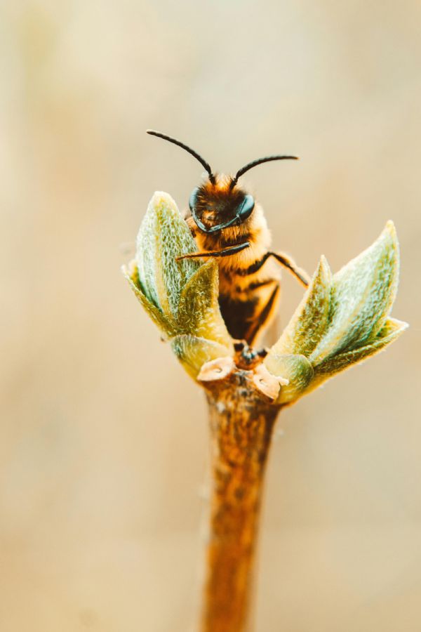 abeja posada en flor