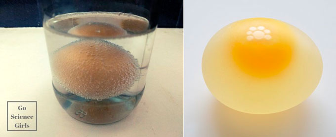 expermiento con niños huevo transparente