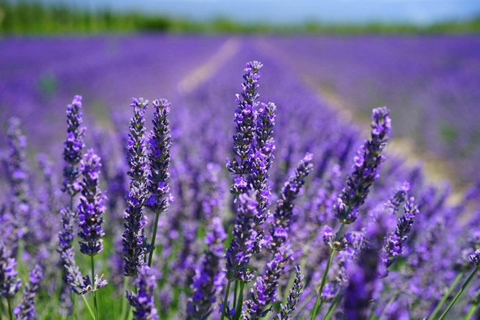 Plantas resistentes al frío y al calor fáciles de cuidar de exterior lavanda