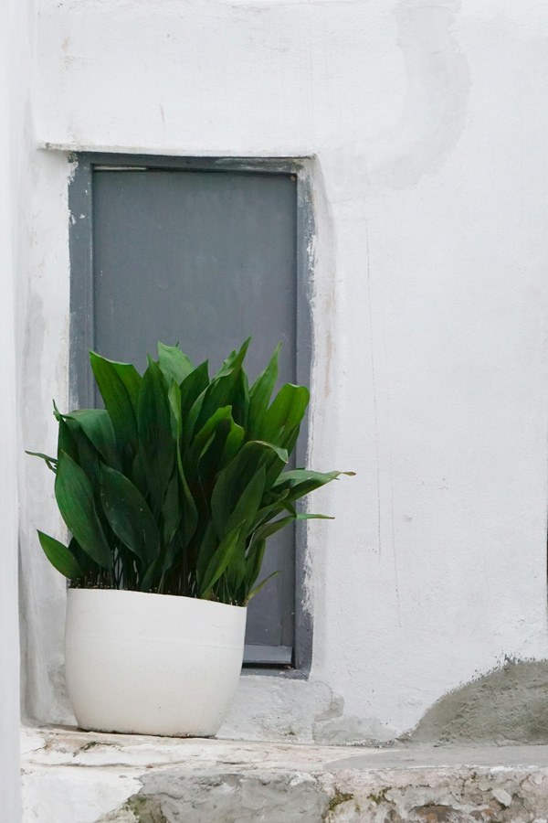 aspidistra