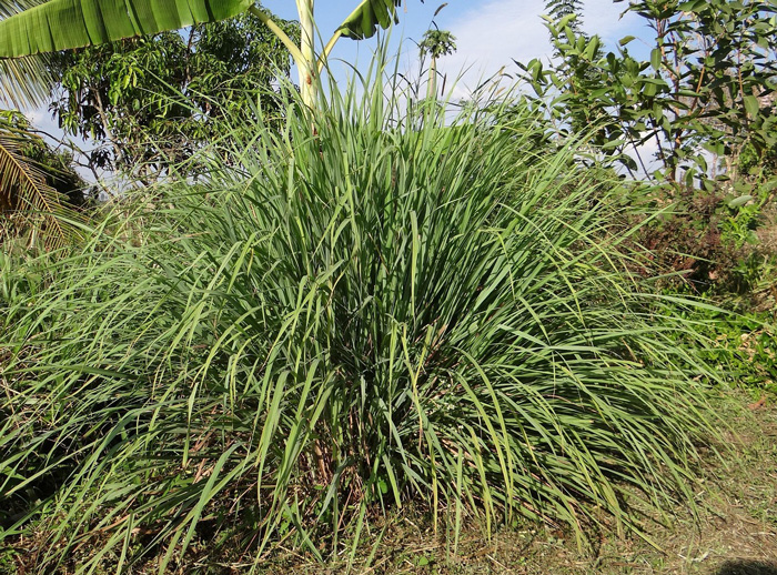 Plantas resistentes al frío y al calor fáciles de cuidar de exterior citronella