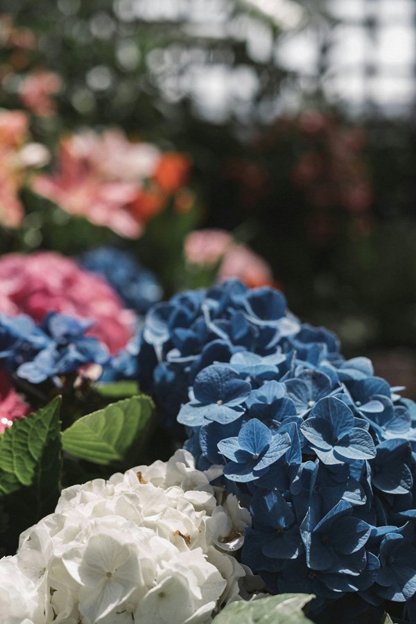 Plantas resistentes al frío y al calor fáciles de cuidar de exterior hortensias