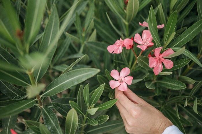 Plantas resistentes al frío y al calor fáciles de cuidar de exterior