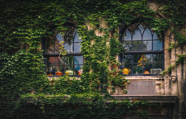 ventanas con plantas
