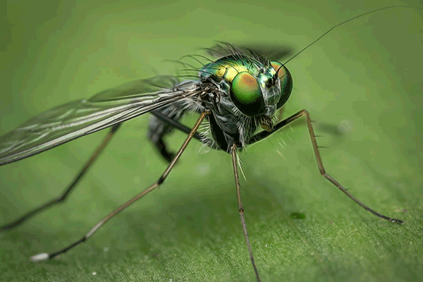 10 repelentes naturales contra mosquitos
