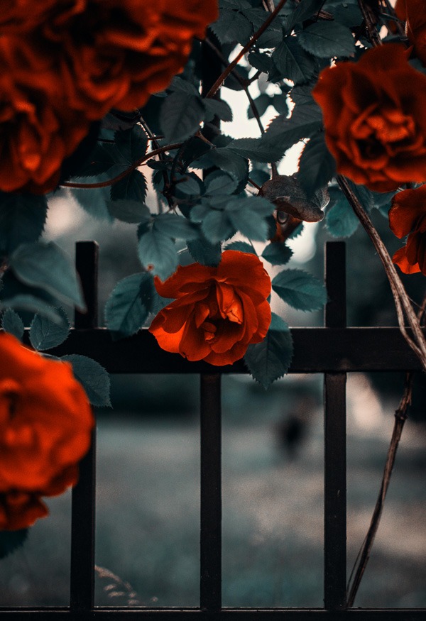 Plantas resistentes al frío y al calor fáciles de cuidar de exterior rosas