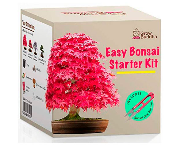 regalos del dia del padre kit bonsai