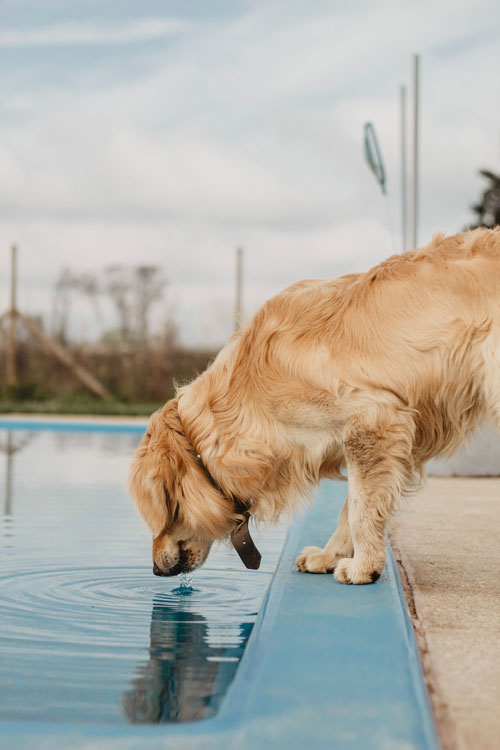 perro bebiendo agua en piscina