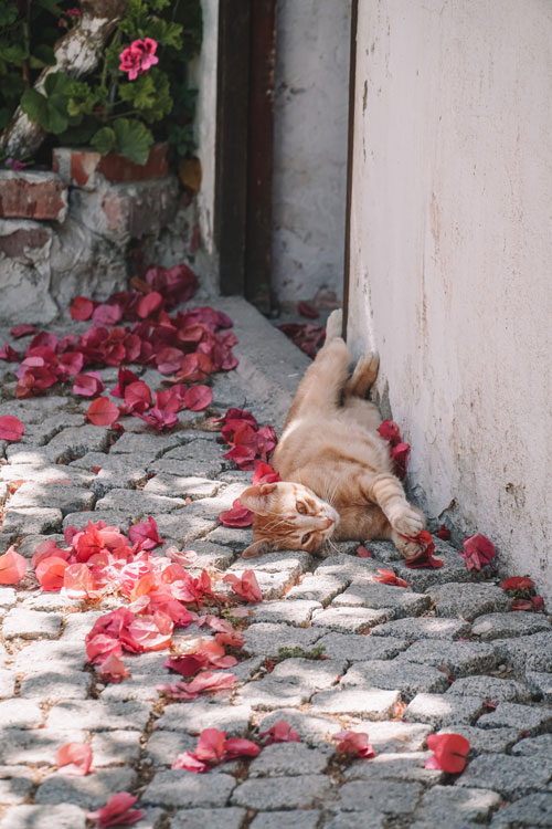 gato tumbado a la sombra aliviar el calor de tus mascotas