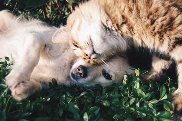 Consejos para aliviar el calor de tus mascotas en verano (perros y gatos)