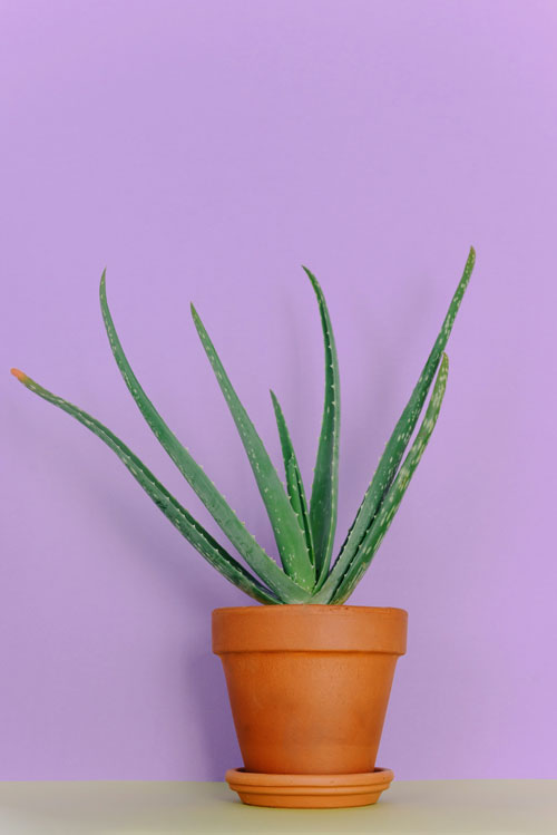Aloe Vera, una de las plantas de interior y exterior más resistentes