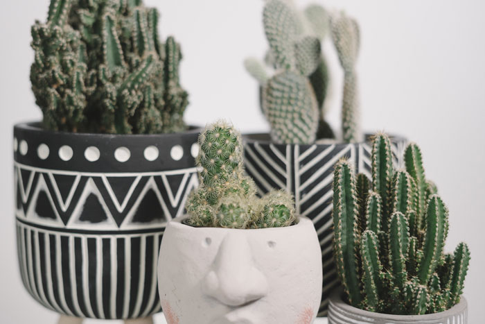 Cactus, plantas de interior y de exterior