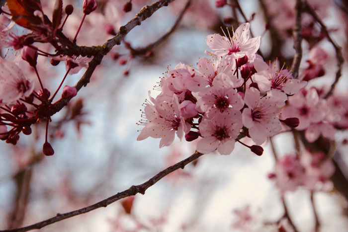 Descubre los campos en flor más bellos de España esta primavera y organiza tu escapada flor del cerezo