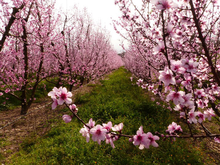La Ribera en Flor Descubre los campos en flor más bellos de España esta primavera y organiza tu escapada