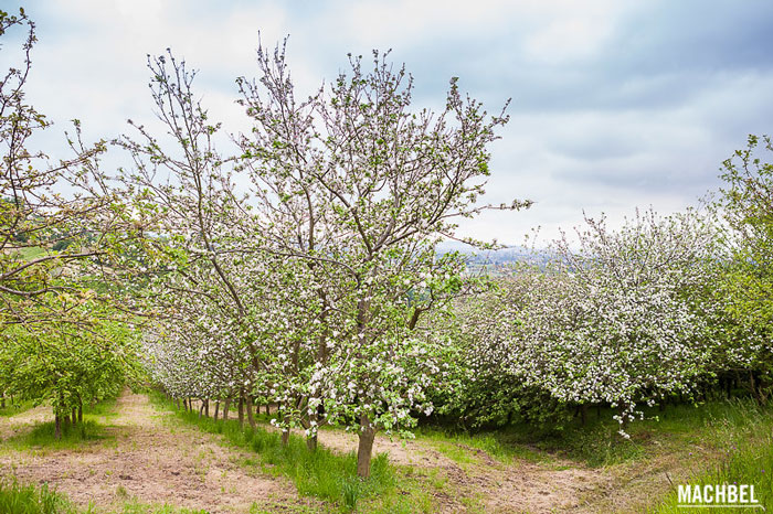 Los campos en flor más bellos de España por la zona norte manzanos pumarada