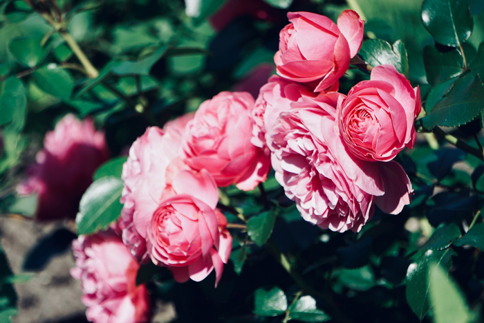 Tutorial para cuidar las plantas de moda: cómo podar mi rosal trepador