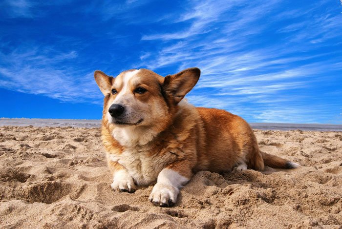 ¿Cuáles son las Playas Caninas para ir con tu perro este verano?