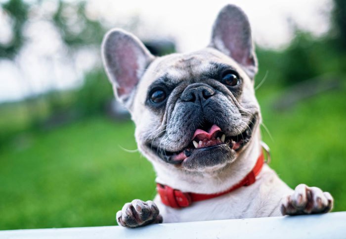 10 escapadas y planes con mascota que podrás realizar este año por España con tu perro