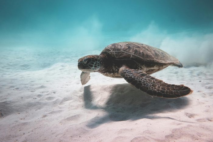 tortuga buceando mar ecosistema marino protección cómo reducir consumo plásticos