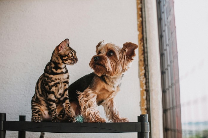 Guía útil para la limpieza del hogar con mascotas