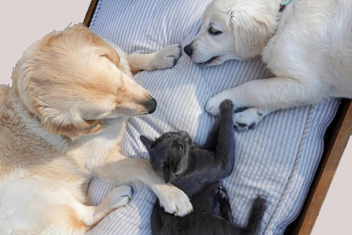 Limpieza del hogar con mascotas: mantén el pelo y la suciedad a raya