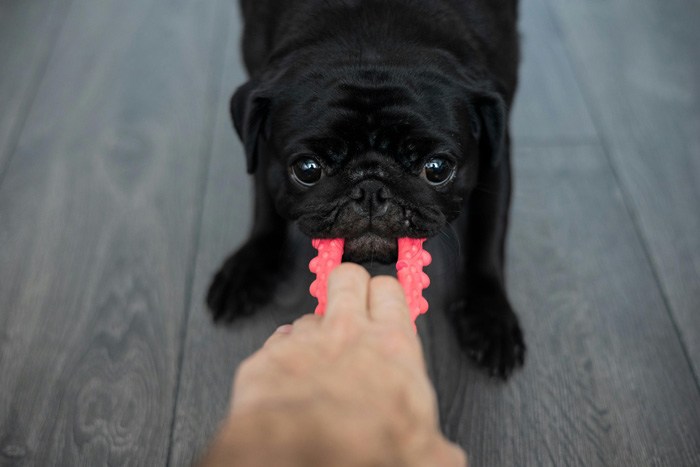 Limpieza del hogar con mascotas: Las pertenencias de tu mascota siempre limpias y ordenadas