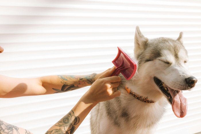 Tu mascota siempre a punto cepillado perro