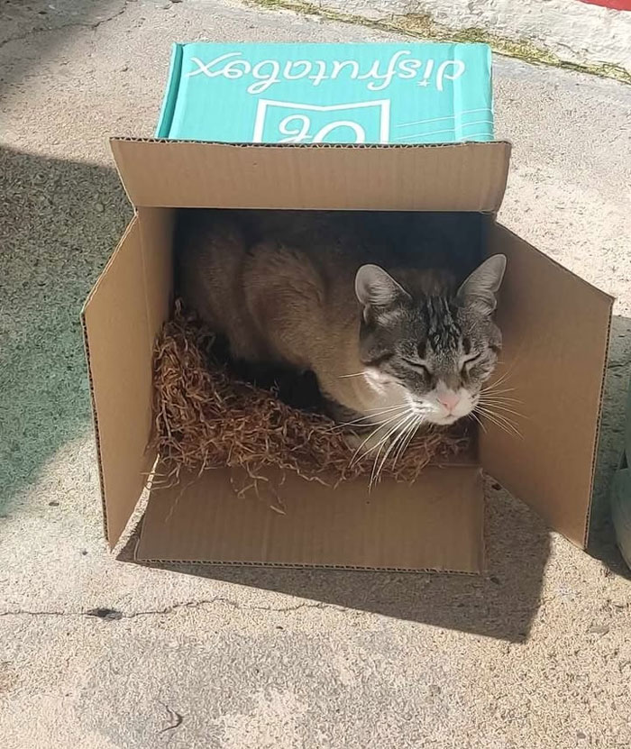 Casa para gato con caja DisfrutaBox sorpresa