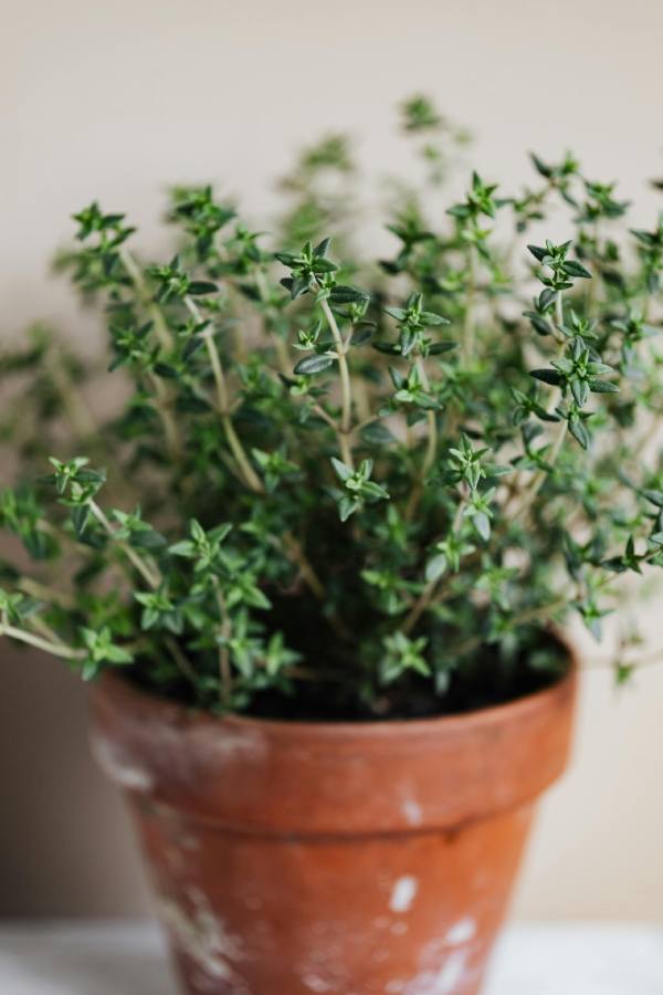 14 plantas culinarias fáciles de cultivar y cómo usarlas sin que dejen de crecer Tomillo