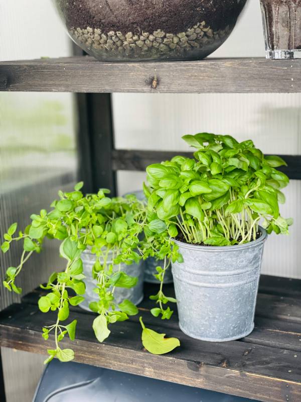 14 plantas culinarias fáciles de cultivar y cómo usarlas sin que dejen de crecer albahaca
