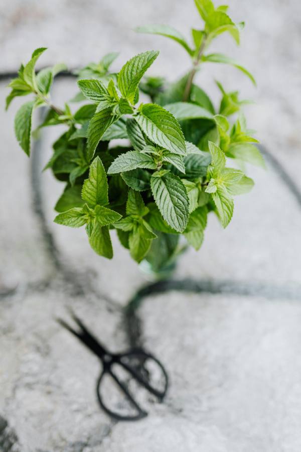 14 plantas culinarias fáciles de cultivar y cómo usarlas sin que dejen de crecer hierbabuena