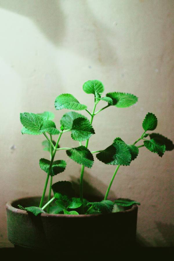 Planta de Oregano