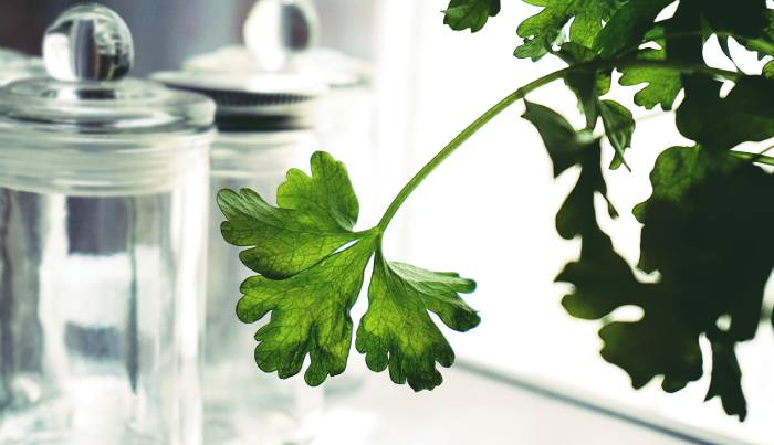 14 plantas culinarias fáciles de cultivar y cómo usarlas sin que dejen de crecer Perejil