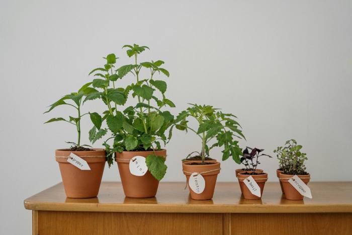 10 plantas culinarias fáciles de cultivar y cómo usarlas sin que dejen de crecer