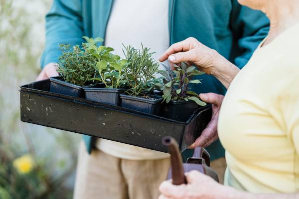 14 plantas culinarias fáciles de cultivar y cómo usarlas sin que dejen de crecer