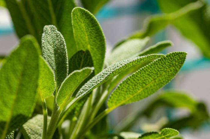 14 plantas culinarias fáciles de cultivar y cómo usarlas sin que dejen de crecer Salvia