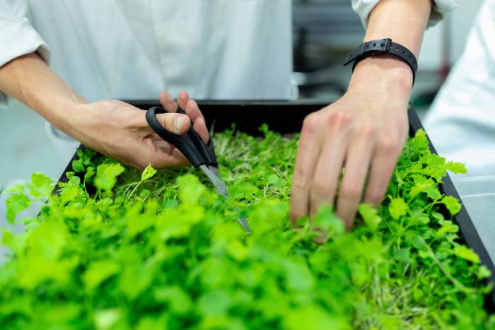 14 plantas culinarias fáciles de cultivar y cómo usarlas sin que dejen de crecer Rúcula